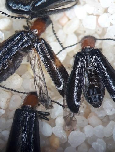 Tillus elongatus